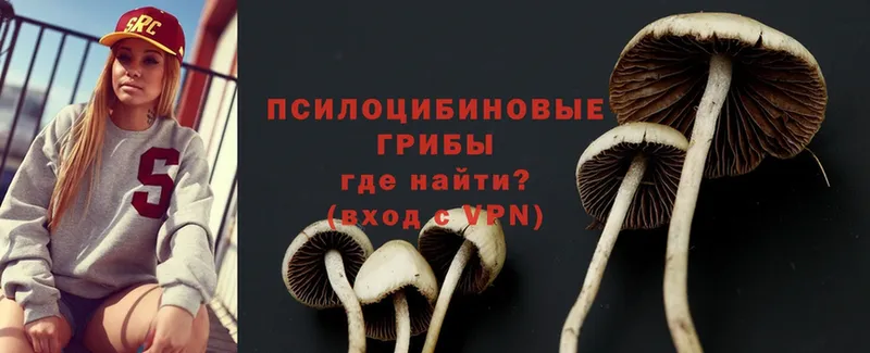 сколько стоит  Наволоки  Псилоцибиновые грибы MAGIC MUSHROOMS 